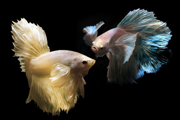 Betta or Saimese fighting fish.