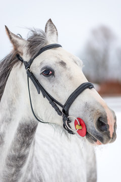 Muzzle of a gray horse close-up on a winter day