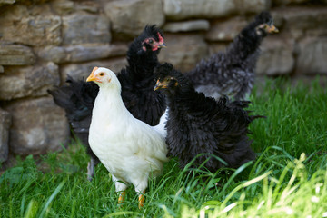 Organic free range chickens