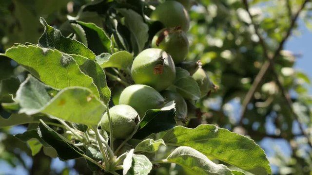 Malus pumila tree branches close-up 4K 2160p 30fps UltraHD footage - Apple fruit young orchard 3840X2160 UHD video 