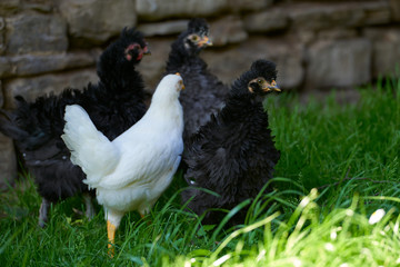 Organic free range chickens