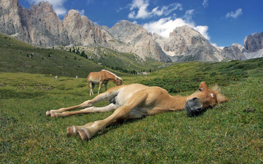 Pferdeschlaf auf Alpenwiese © Michael Rucker