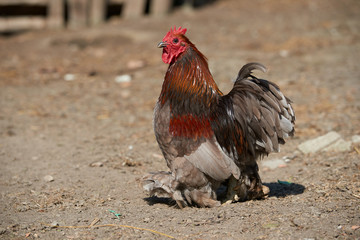 Organic free range chickens