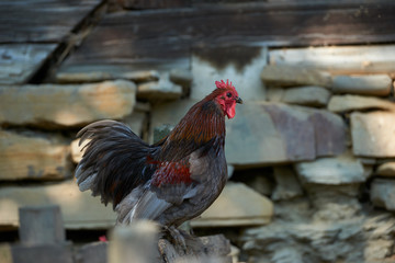 Organic free range chickens