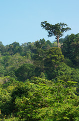 Obraz premium Tropical jungle forest, bird's-eye view