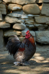 Organic free range chickens