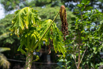 Papaya trees in the garden