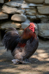 Organic free range chickens