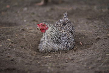 Organic free range chickens