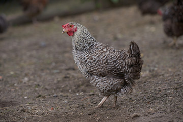 Organic free range chickens