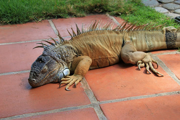 Green iguana, also known as Common Iguana or American Iguana, El Salvador, Central America