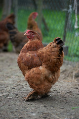 Organic free range chickens