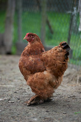 Organic free range chickens