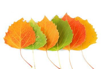 colorful autumn leaves isolated on white background