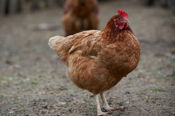 Organic free range chickens