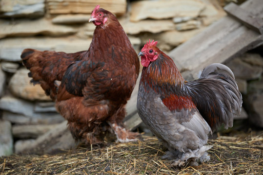 Organic free range chickens