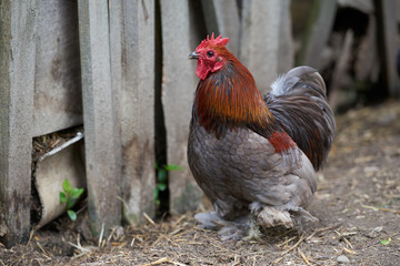Organic free range chickens