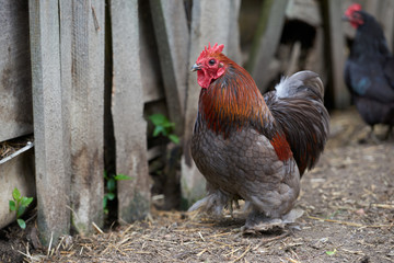 Organic free range chickens