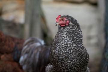 Organic free range chickens