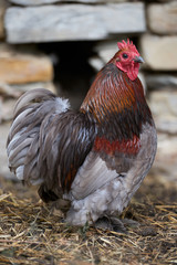 Organic free range chickens