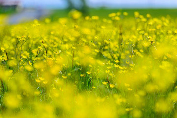 Amazing field with buttercup flowers, Armenia