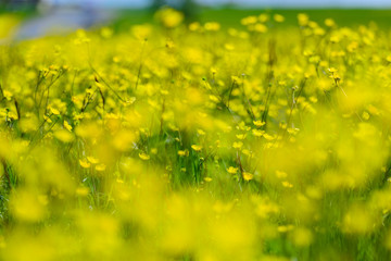 Obraz premium Amazing field with buttercup flowers, Armenia