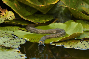 Naklejka premium Grass Snake (Natrix natrix) hunting on the leaves of Water Lilies