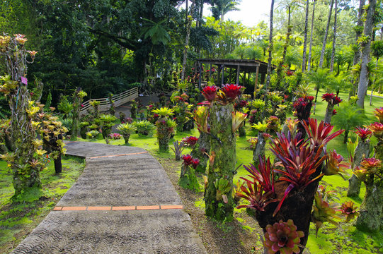 France, Martinique, the tropical  garden of Balata, Lesser Antilles