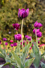 Beautiful purple tulips in city garden