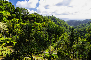 Fototapeta na wymiar France, Martinique, the tropical garden of Balata, Lesser Antilles