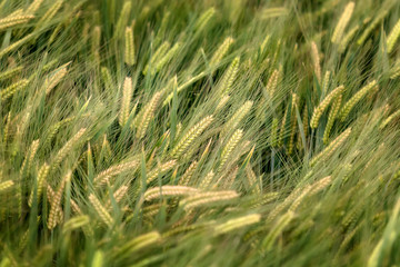 background of barley field in Yunnan; China.