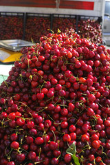 New harvest of fresh ripe red sweet cherry, street market in Italy