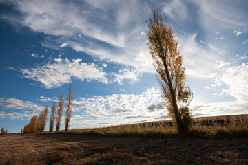 poplar trees in the eastern free state in south africa