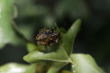 Larve der rotbeinigen Baumwanze