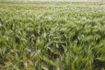 Green field with young growing barley, cereal plant