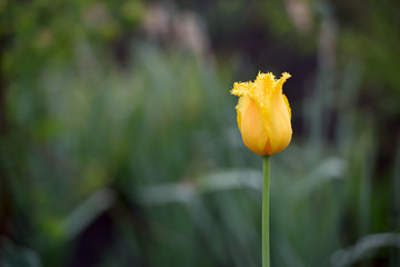 Yellow tulip close-up in a home garden