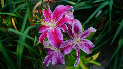 Polen Schrebergarten