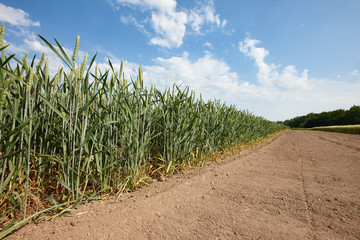 Green field with young growing wheat, cereal plant
