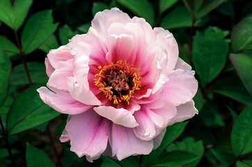 Peony, paeonia suffruticosa 