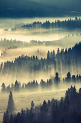 Misty mountain forest landscape in the morning, Poland