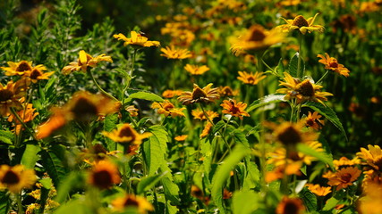 Polen Schrebergarten