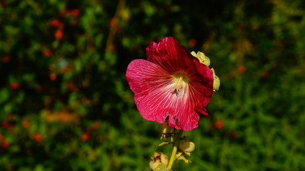 Polen Schrebergarten