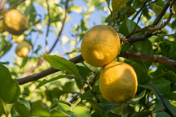 Citrus fruit rich in vitamin C – ripe yellow Sicilian lemons on lemon trees, ready to harvest