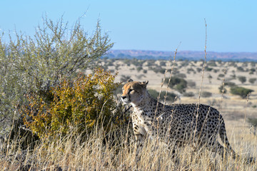 Gepard © Robert Styppa