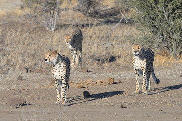 Gepard © Robert Styppa