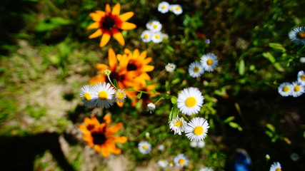 Polen Schrebergarten