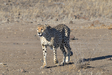 Gepard © Robert Styppa