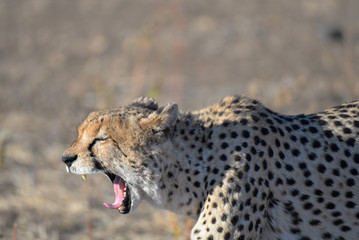 Gepard © Robert Styppa