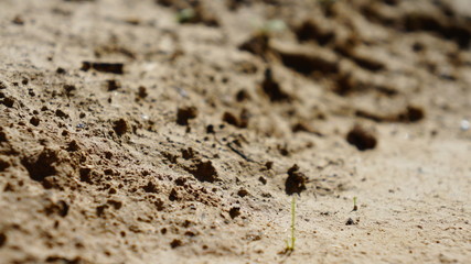 Polen Schrebergarten 
