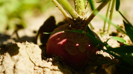 Polen Schrebergarten 